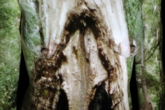 Me-Tree